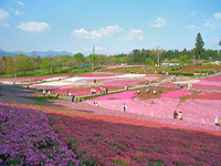 秩父の春の観光スポット　「羊山公園 芝桜の丘」