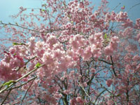 開花状況写真その３- 清雲寺のしだれ桜