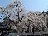 秩父路で有名な桜　「清雲寺のしだれ桜」