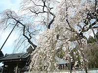 秩父の春の観光スポット　「清雲寺のしだれ桜」