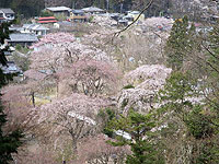 秩父路の観光名所　「清雲寺のしだれ桜」