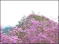 瑞岩寺の岩ツツジ（秩父路の花）
