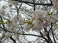 秩父路の見頃の花　美の山公園の桜