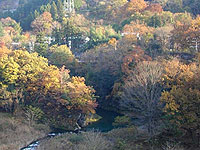 浦山渓谷の紅葉